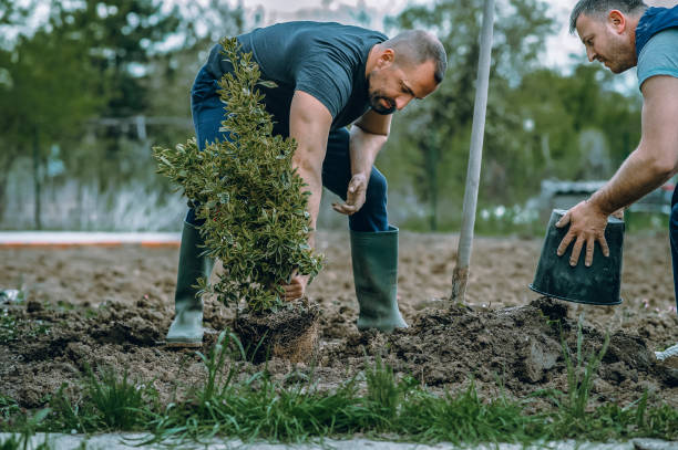 The Steps Involved in Our Tree Care Process in Benjamin, UT